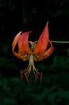 Turk's cap lily